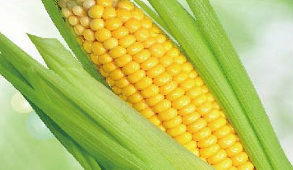 陶瓷膜應用：生物、醫(yī)藥行業(yè)